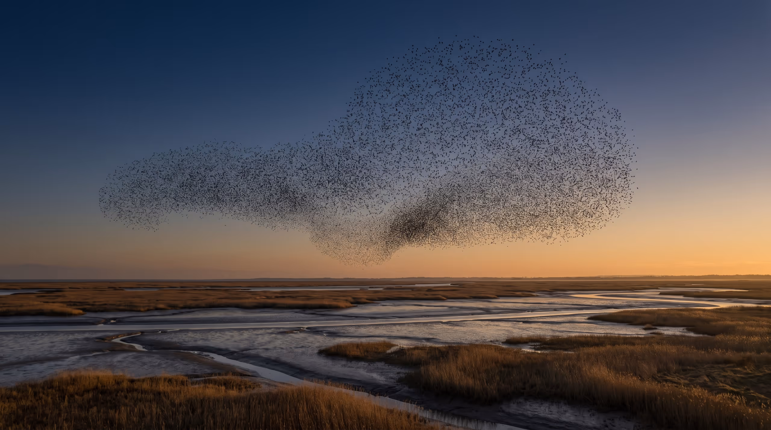 An enormous murmuration of starlings turning as one shape against a vast dusk sky above a flat estuary.